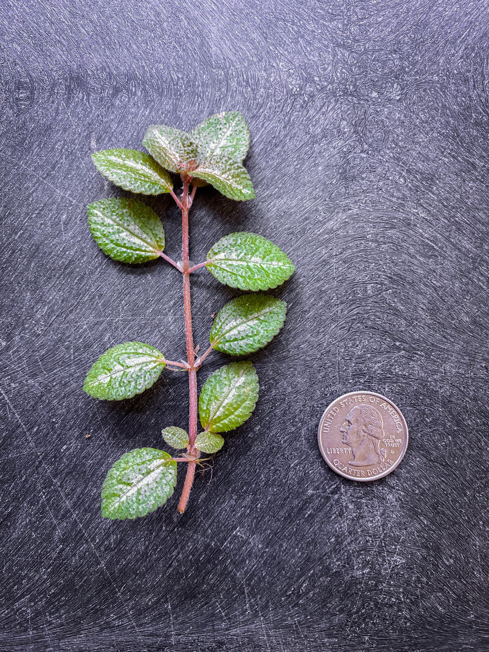 Pilea Moonlight