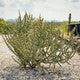 Cholla Cactus Combo (2 Pack) / Live Cactus Cuttings / Winter Hardy Cactus