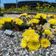 Opuntia aurea "Golden Carpet" (x1 Cutting) / Winter Hardy / Prickly Pear Cactus