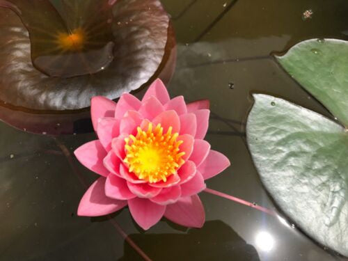 Nymphaea 'Pink Sensation' Hardy Water Lily Rhizome | Winter-Hardy Live Pond Plant | MiceDirect