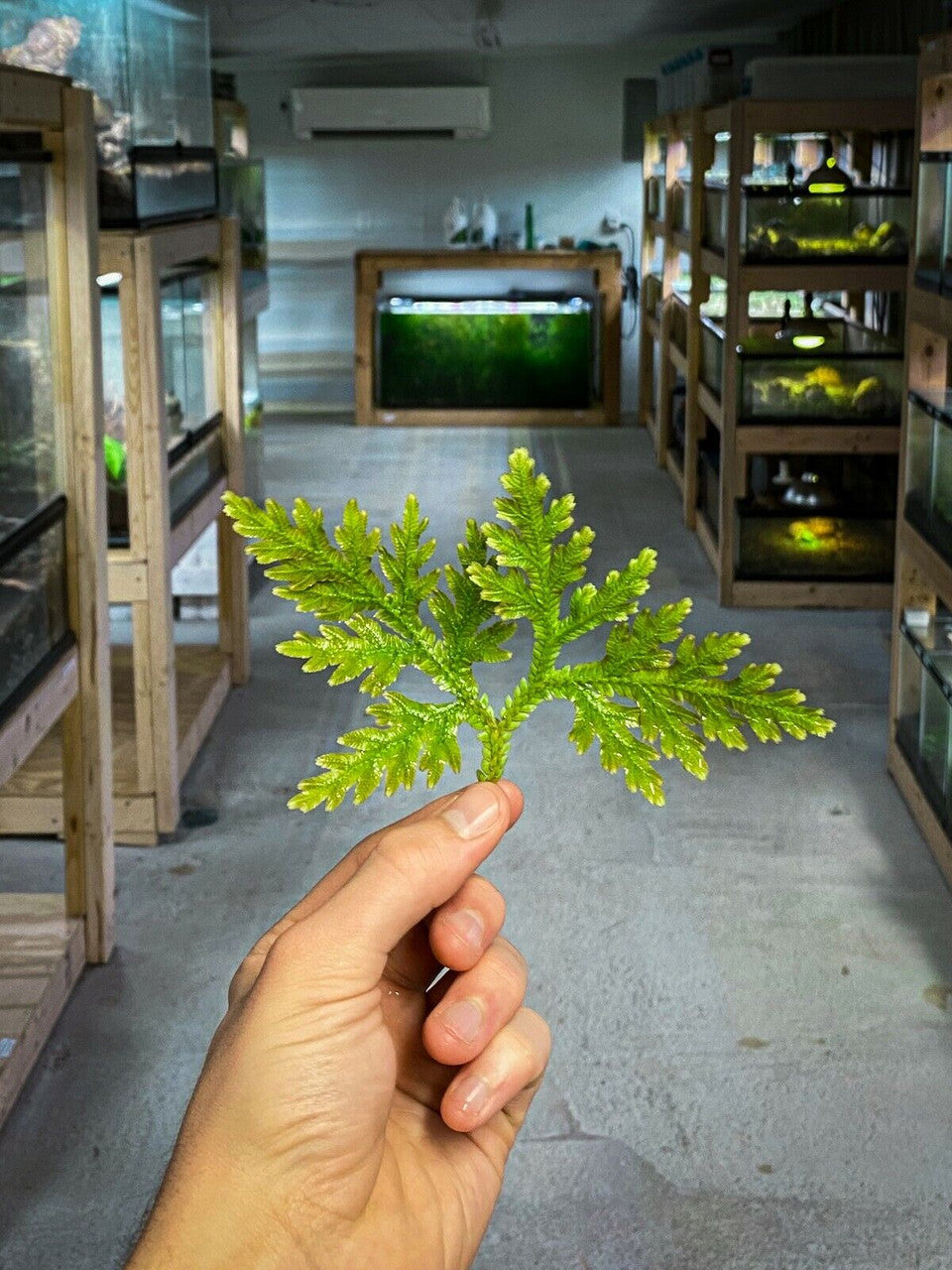 Selaginella plana - Dart Frog VIVARIUM / Terrarium Plant - Stem Cutting