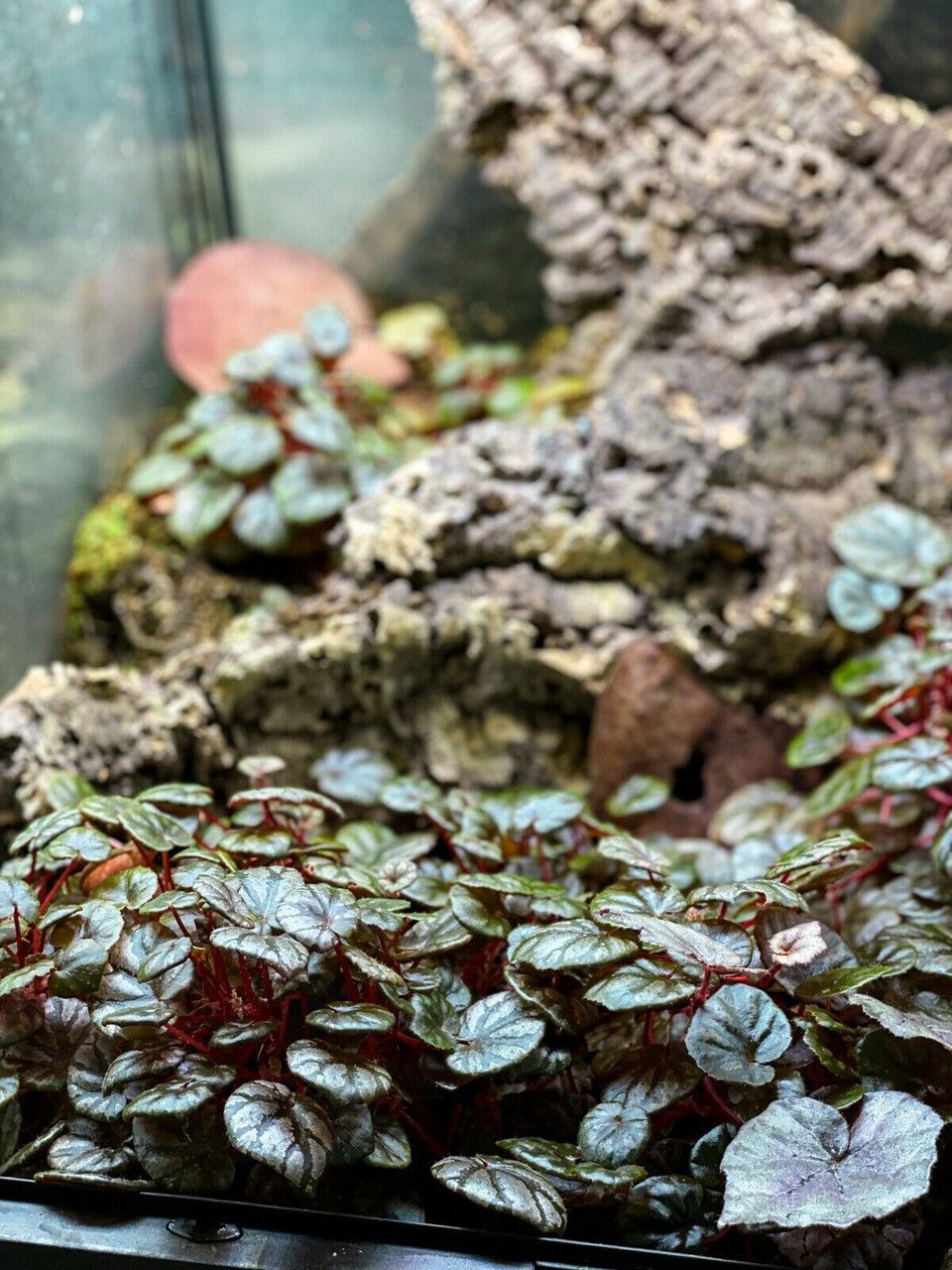 Begonia peridot Plant (FRESH STEM CUTTING) Dart Frog Vivarium / Terrarium Plant