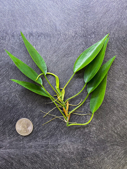 Philodendron Mini Midget