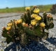 Opuntia hybrid "Chrome Yellow" (x1 Cutting) / Winter Hardy / Prickly Pear Cactus