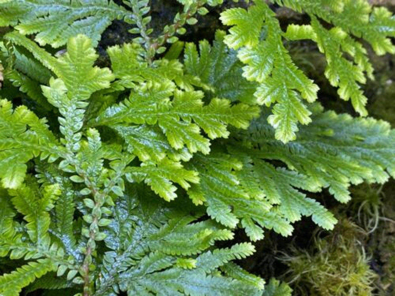 Selaginella plana - Dart Frog VIVARIUM / Terrarium Plant - Stem Cutting