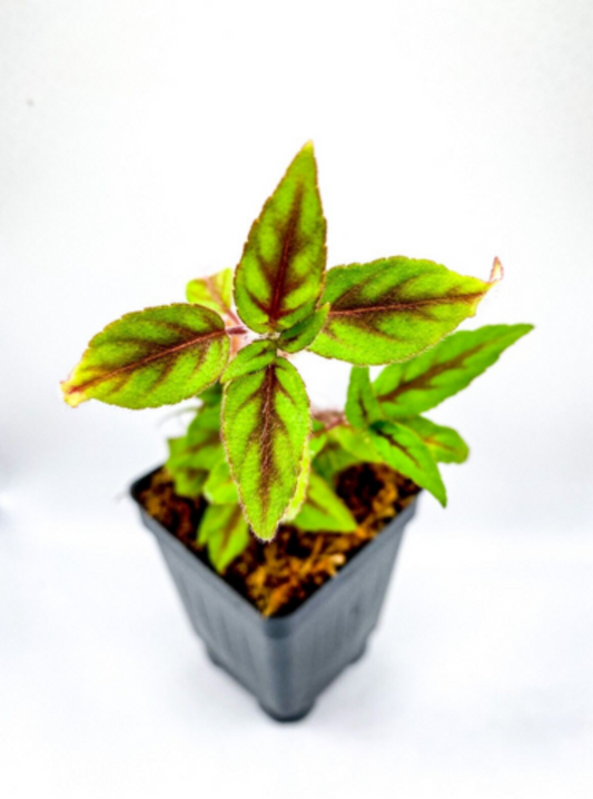 Paradrymonia campostyla (2.5" Pot) Live Rare Terrarium Vivarium Plant Dart Frog