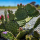 Opuntia hybrid "Watermelon" (x1 Cutting) / Winter Hardy / Prickly Pear Cactus