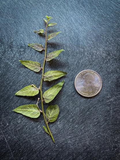 Solanum Evolvulifolium