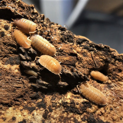 12+ Giant Orange Isopods (P. scaber)