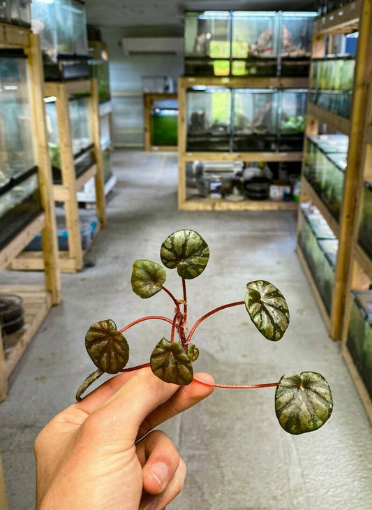 秋海棠橄榄石植物（新鲜茎切割）箭毒蛙饲养箱/玻璃容器植物