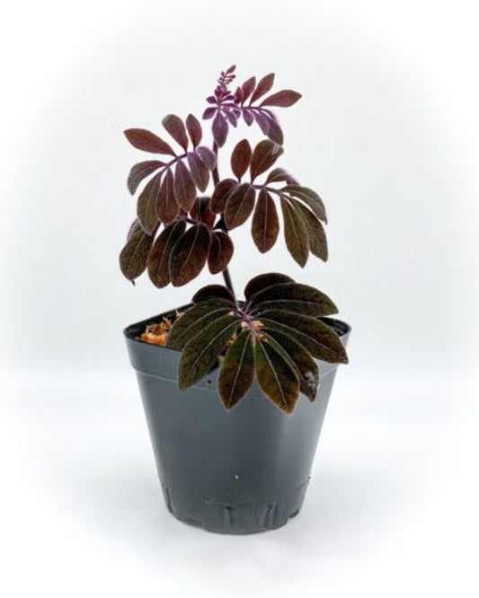 Solanum uleanum "Purple (2.5" Pot) Live Rare Terrarium Vivarium Plant Dart Frog