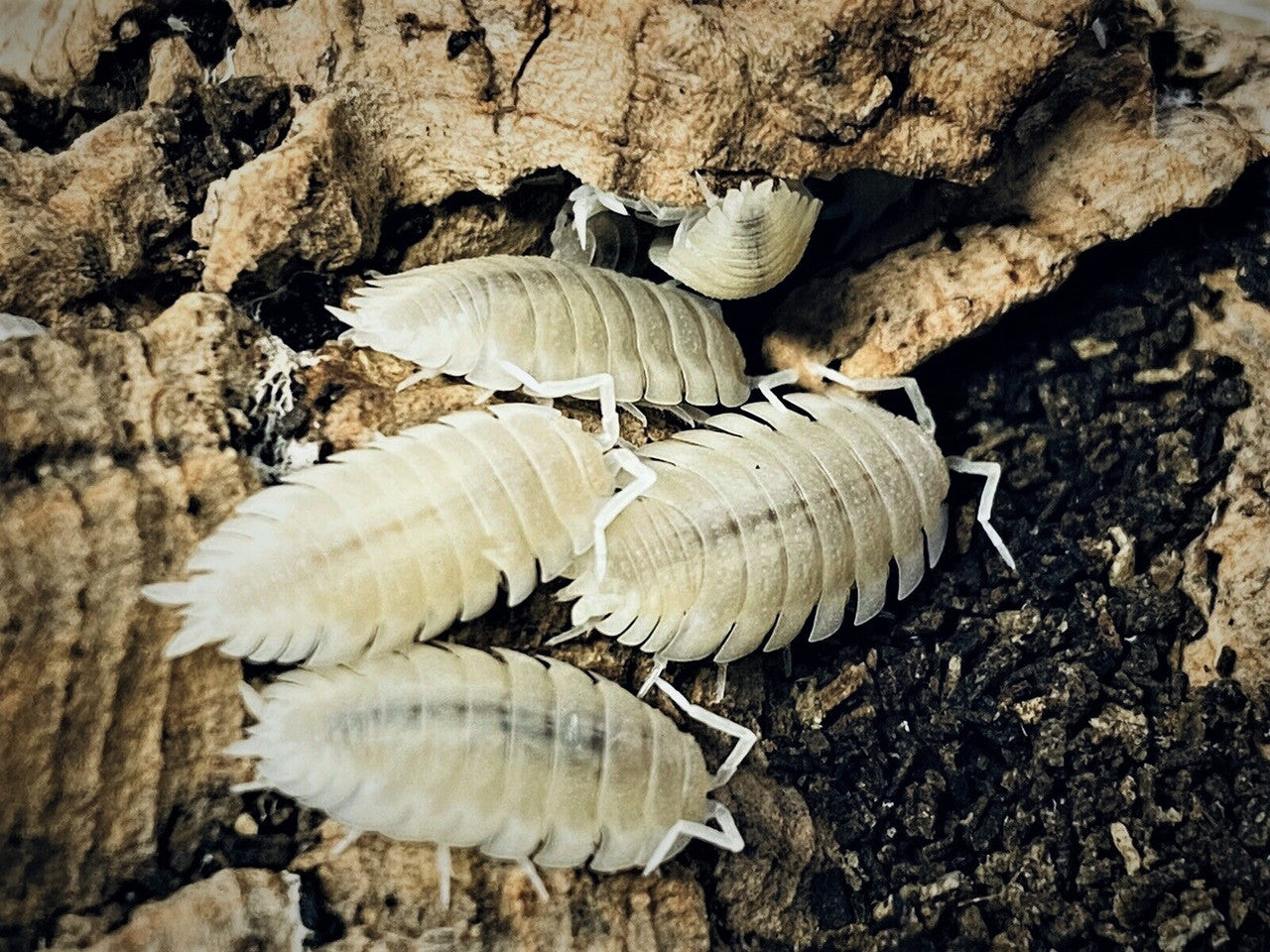 12+ White Out Isopods (P. scaber)