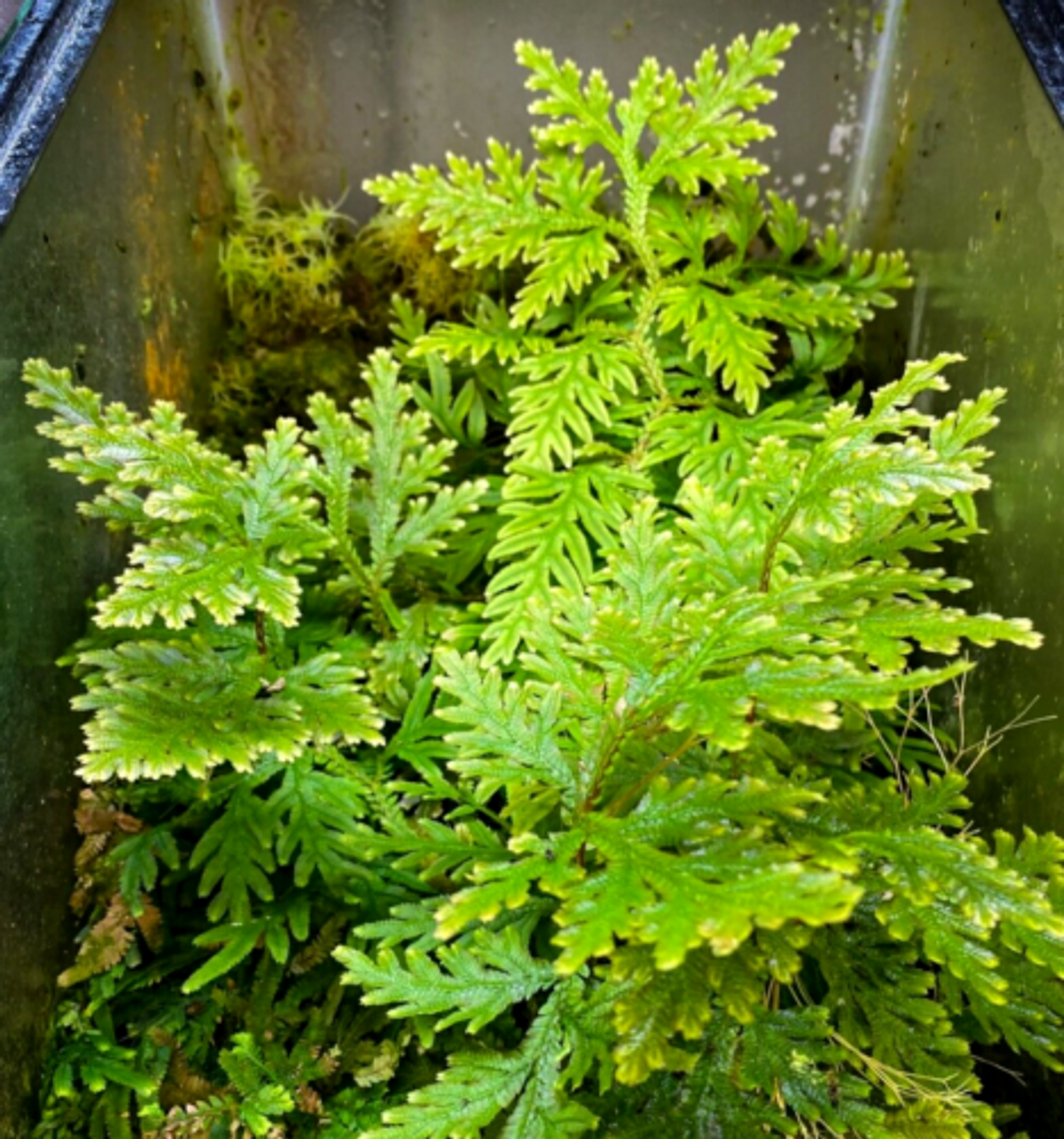 Selaginella plana (2.5" Pot) / Live Terrarium Plant