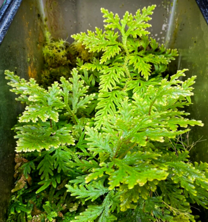 Selaginella plana (2.5" Pot) / Live Terrarium Plant