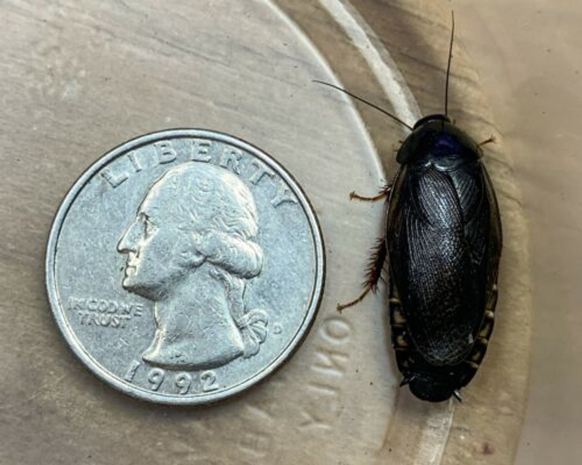 Shdou Cockroach Shadow Cockroach - Unique and Exotic Collectible Pet Roach – MiceDirect
