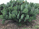 Spineless Prickly Pear Cactus "Cacanapa Ellisiana" (1 PAD) - WINTER HARDY CACTUS