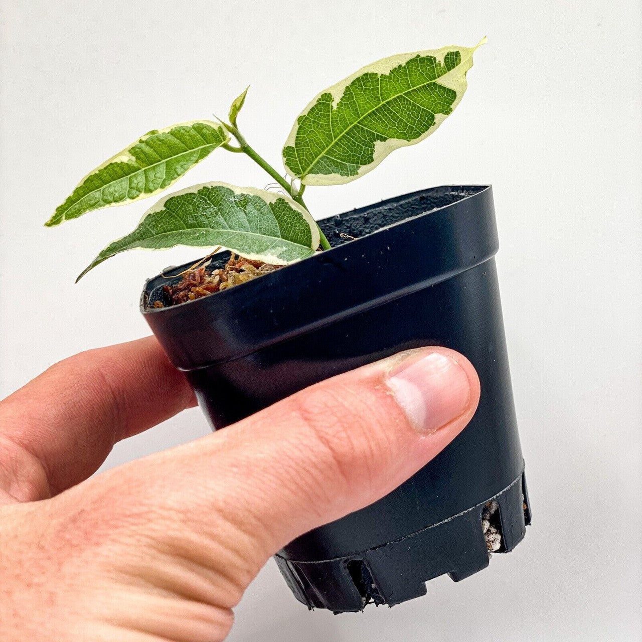 Ficus radicans 'Variegata' (2.5") /Creeping Fig / Terrarium Plant / Houseplant