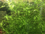 Guppy Grass | Najas Guadalupensis | Live Freshwater Aquarium Plant