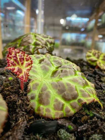 Begonia rajah (Leaf Cutting) - Vivarium Plant, Terrarium Plant, Dart Frog Safe