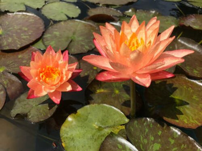 Nymphaea 'Wanvisa' Pink Water Lily (Winter-Hardy) - Sprouted Tuber/Rhizome