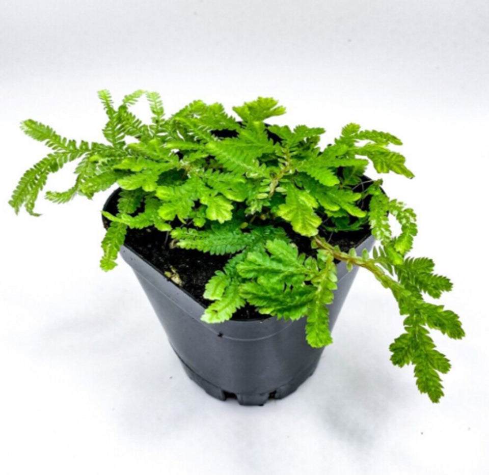 Selaginella plana (2.5" Pot) / Live Terrarium Plant