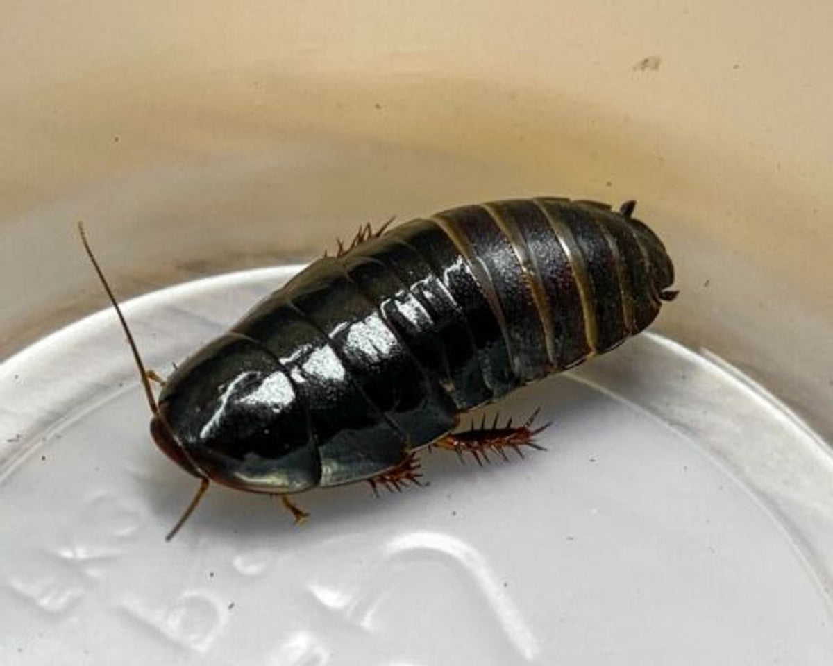 Shdou Cockroach Shadow Cockroach - Unique and Exotic Collectible Pet Roach – MiceDirect