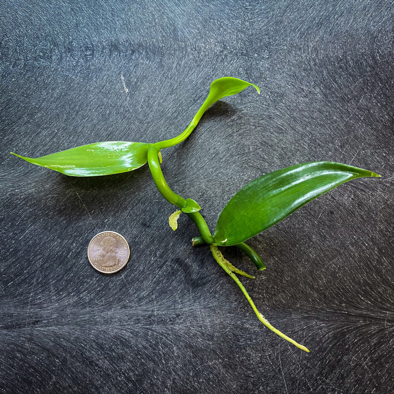 Vanilla Planifolia