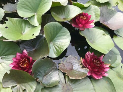 Nymphaea "Almost Black" Water Lily - Slocum Winter-Hardy Sprouted Tuber Rhizome