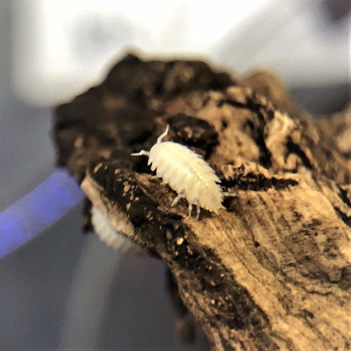 Trichorhina Tomentosa | Dwarf White Isopods | Premium Bioactive Clean-Up Crew | MiceDirect