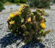 Opuntia hybrid "Chrome Yellow" (x1 Cutting) / Winter Hardy / Prickly Pear Cactus