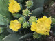 Spineless Prickly Pear Cactus "Cacanapa Ellisiana" (1 PAD) - WINTER HARDY CACTUS