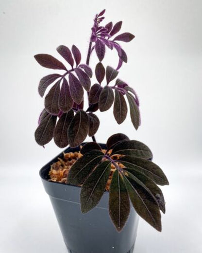 Solanum uleanum "Purple (2.5" Pot) Live Rare Terrarium Vivarium Plant Dart Frog