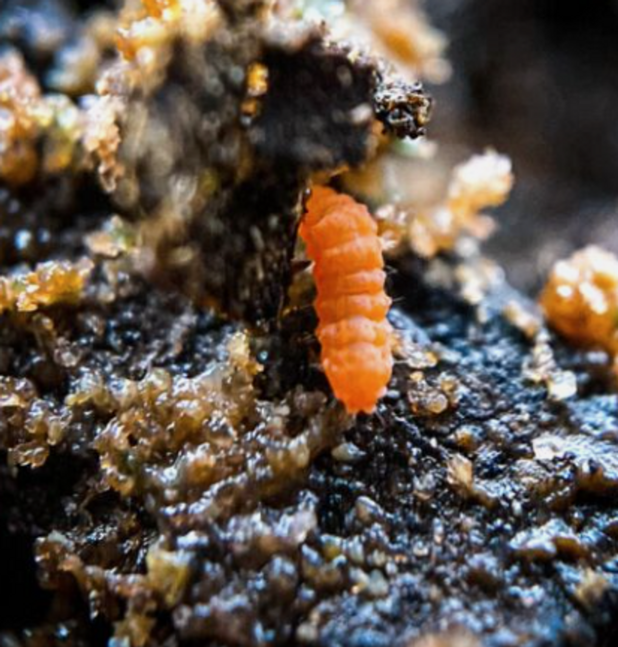 25+ Orange Springtails (Protanura sp.) - Rare Live BioActive Insect Culture