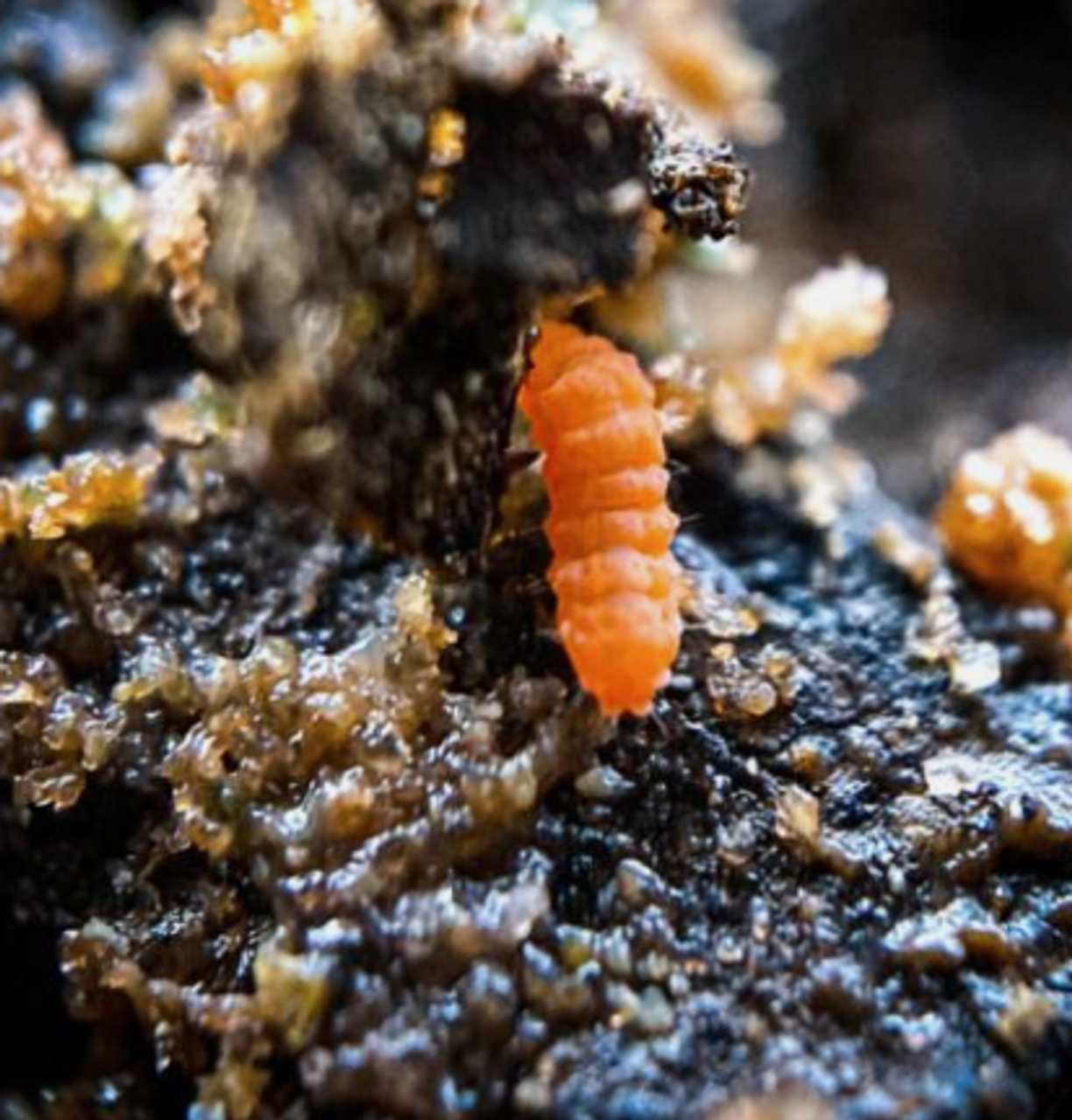 10+ Orange Springtails (Protanura sp.) - Rare Live BioActive Insect Cu ...