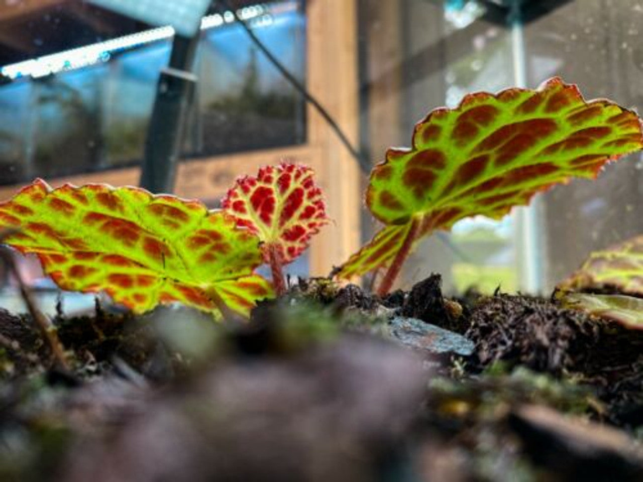 Begonia rajah (Leaf Cutting) - Vivarium Plant, Terrarium Plant, Dart Frog Safe