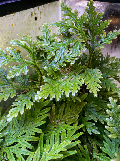 Selaginella Plana