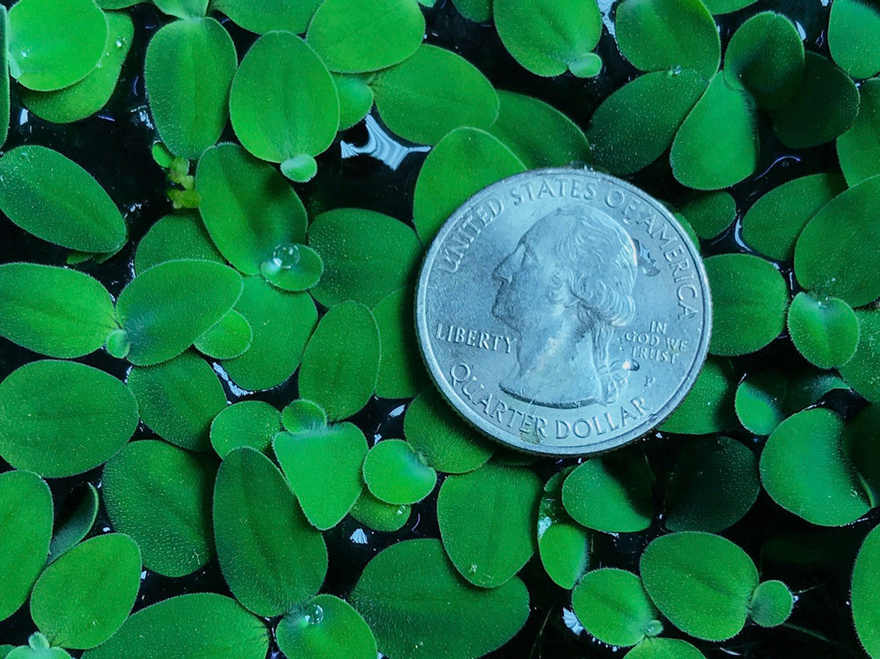 Dwarf Water Lettuce (Pistia stratiotes)