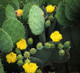 Winter Hardy Cactus (4 Pack) / Cuttings / Live Prickly Pear & Cholla Cactus