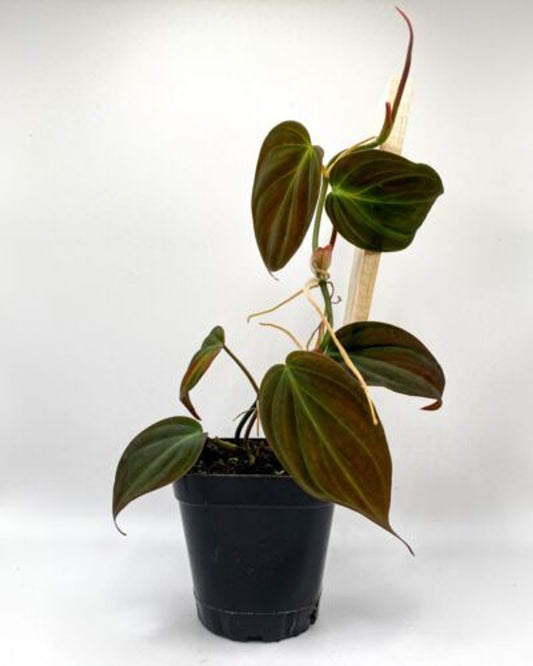 Philodendron Micans (2.5" Pot) / Velvet Leaf Bronze / Live Terrarium Plant