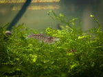 Java Moss
