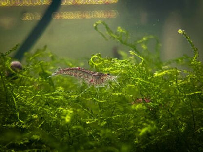 Java Moss (Taxiphyllum barbieri) Live Freshwater Plant / Aquarium Plant