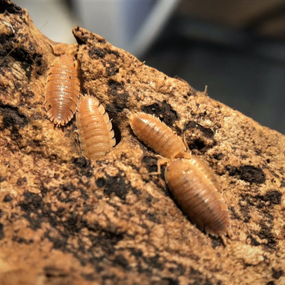 12+ Giant Orange Isopods (P. scaber)