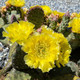 Opuntia aurea "Golden Carpet" (x1 Cutting) / Winter Hardy / Prickly Pear Cactus