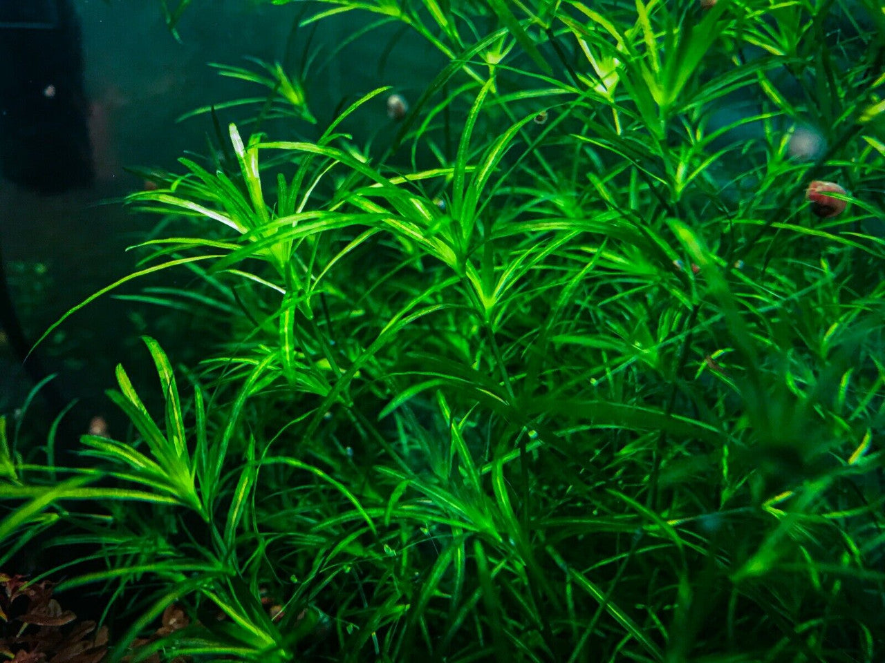 Guppy Grass | Najas Guadalupensis | Live Freshwater Aquarium Plant