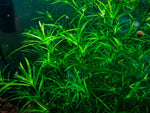 Guppy Grass | Najas Guadalupensis | Live Freshwater Aquarium Plant