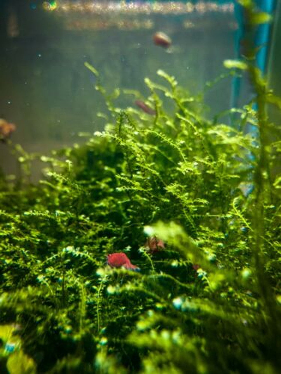 Java Moss (Taxiphyllum barbieri) Live Freshwater Plant / Aquarium Plant