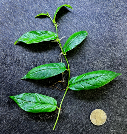 Ficus radicans (2.5" Pot) / Terrarium Vivarium Plant / Live Plant / Houseplant