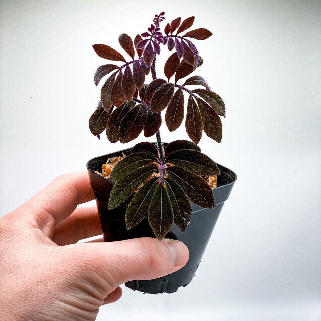 Solanum uleanum "Purple (2.5" Pot) Live Rare Terrarium Vivarium Plant Dart Frog