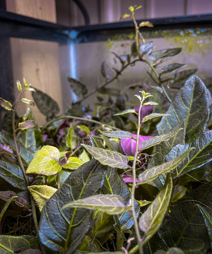 Solanum Evolvulifolium