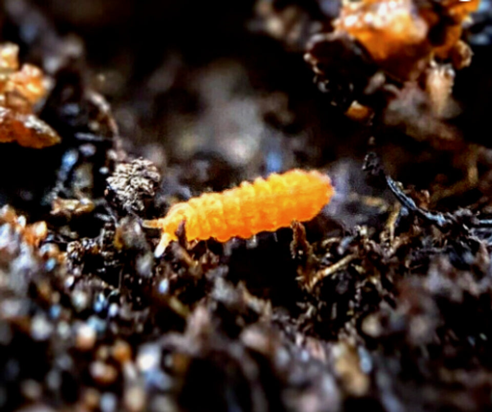 Proba Sp Insect 10+ Orange Springtails (Protanura sp.) - Rare Live BioActive Insect Cu ...